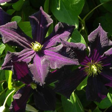 Clematide 'Romantika'