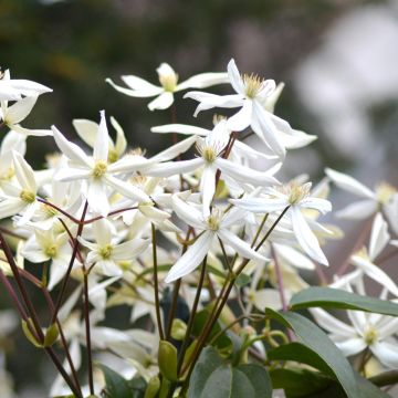 Clematide di padre Armand o Clematis armandii