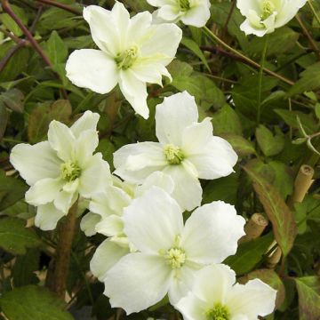 Clematis montana STARLET ® White Perfume