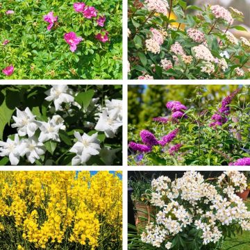 Selezione Siepe Profumata