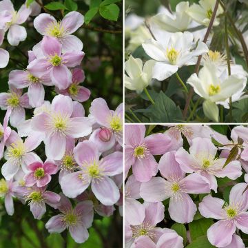 Collection de 3 clématites à floraison précoce