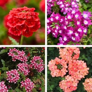 Collection 12 verveines LANAI ® 4 variétés