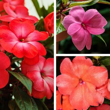 Collection 3 Impatiens de Nouvelle Guinée