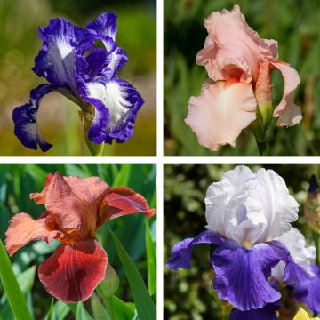 Collezione di 8 Iris a grandi fiori Collezione di 8 Iris a grandi fiori