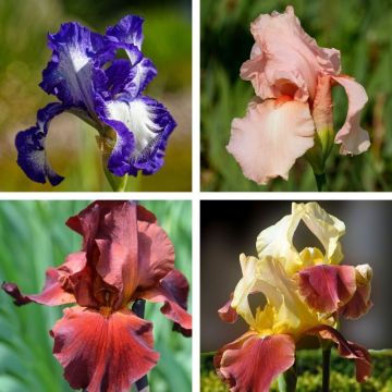 Collezione Iris a grandi fiori 8
