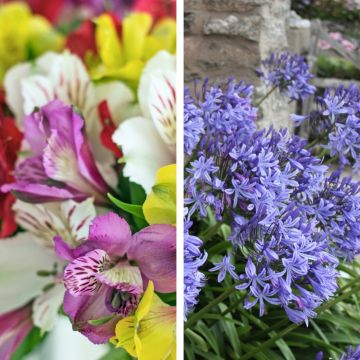 Collection d'alstroemères en mélange et d'agapanthes bleues