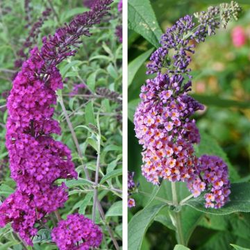 Confezione di 2 Buddleie