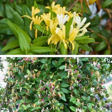 Collezione di 2 Caprifogli