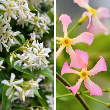 Collection de 2 Jasmins étoilés Collection de 2 Jasmins étoilés