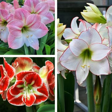 Collezione di 3 Amaryllis Collezione di 3 Amaryllis