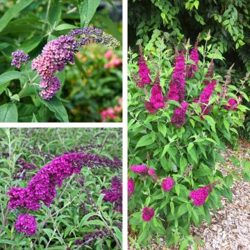 Collection de 3 buddleias