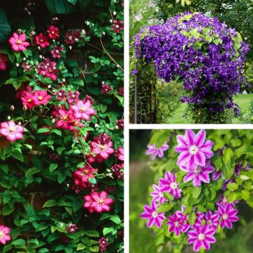 Collezione 3 Clematidi