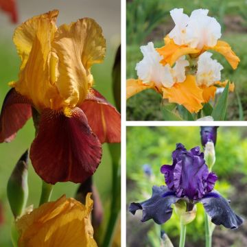 Collection de 3 variétés d’Iris germanica