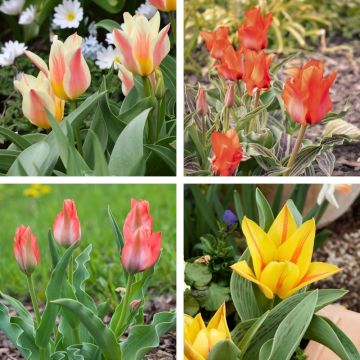 Collezione 40 Tulipani Botanici