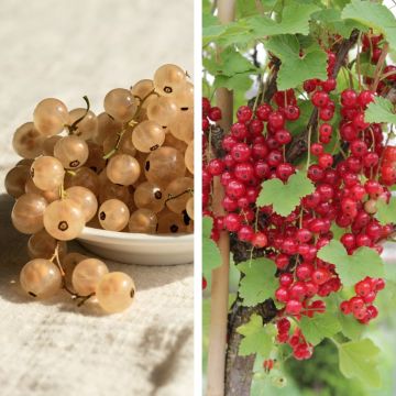 Collezione di 4 Ribes a grappoli