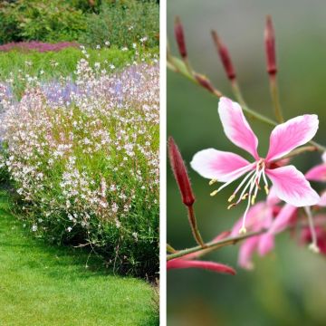 Collection de 6 Gauras Collection de 6 Gauras