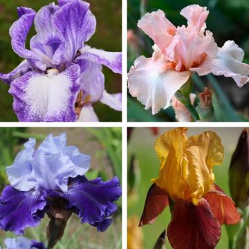Collezione di Iris a grandi fiori