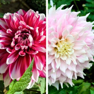 Collection de dahlias cactus idylle et de dahlias décoratifs Milk Shake