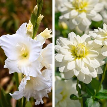 Collection Fleurs blanches : Glaïeuls Amsterdam + Dahlias Montreuil