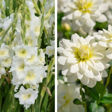 Collection Fleurs blanches : Glaïeuls Amsterdam + Dahlias Montreuil