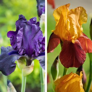 Collection Iris Gai Luron + Iris Black Night Collection Iris Gai Luron + Iris Black Night