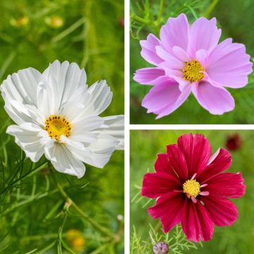 Cosmos Psyche in mix