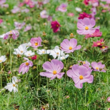 Cosmos Sensation nano in mix La bustina