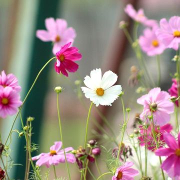 Cosmos Sensation in mix