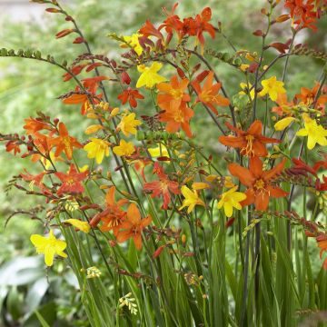 Montbretia in mix