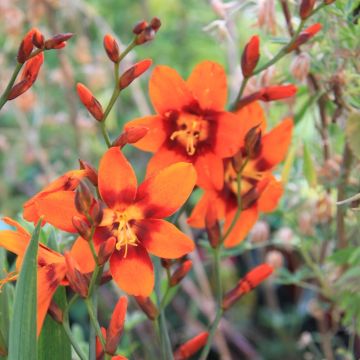 Crocosmia X Emily McKenzie