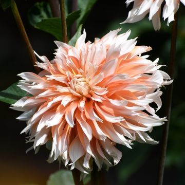Dahlia decorativo a grandi fiori Apelsini Sniega