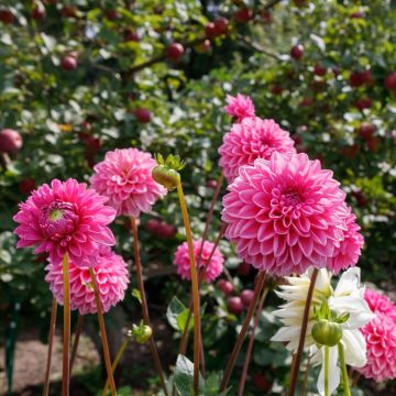 Dahlia Balle Sandra
