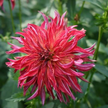 Dahlia decorativo a grandi fiori Bangkok Violet