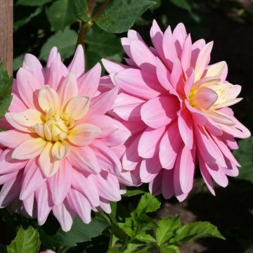 Dalia Decorativa a Grandi Fiori Bel Amour La confezione da 2
