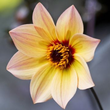 Dalia nana semplice dal fogliame decorativo nero Bright and Black