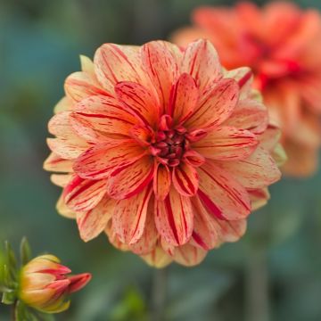 Dalia cespuglio Les Sables d’Olonne