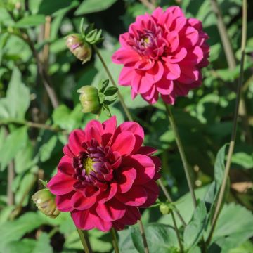 Dahlia buisson Mille Feux