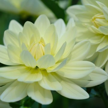 Dalia cespuglio Sofia