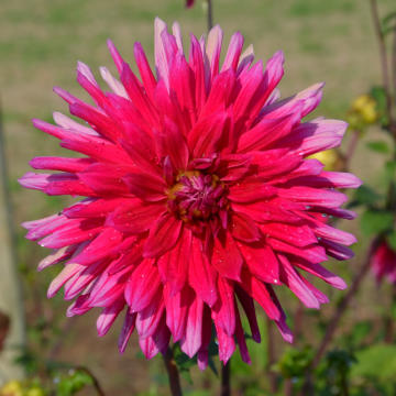 Dalia cactus a grandi fiori Allegro