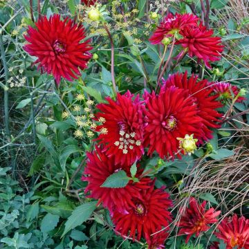 Dalia Cactus Chat Noir