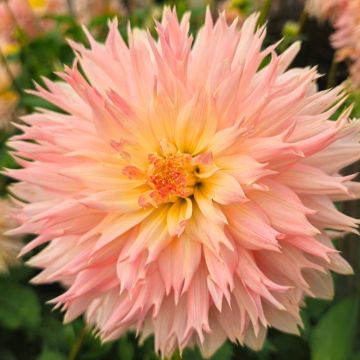 Dalia Cactus a grandi fiori Dentelle Eclair