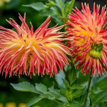 Dalia Cactus Phenix
