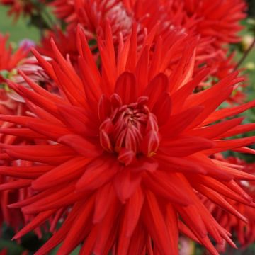 Dahlia Cactus Joker