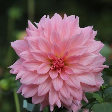 Dahlia Cactus Poésie