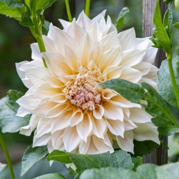 Dahlia decorativo Café au Lait