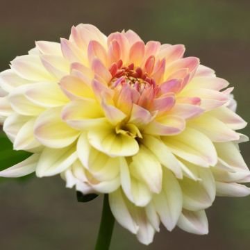 Dalia cespuglio Câlin