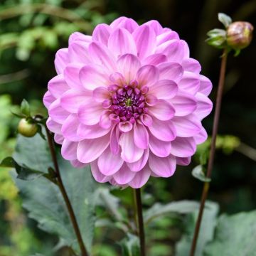 Dahlia nain double Charming Lady