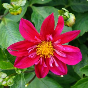 Dahlia collerette Cherry Star