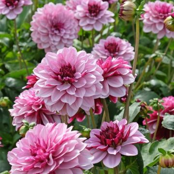 Dahlia decorativo Crème de Cassis
