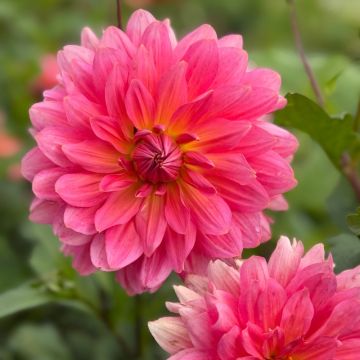 Dalia decorativa a grandi fiori Napoli